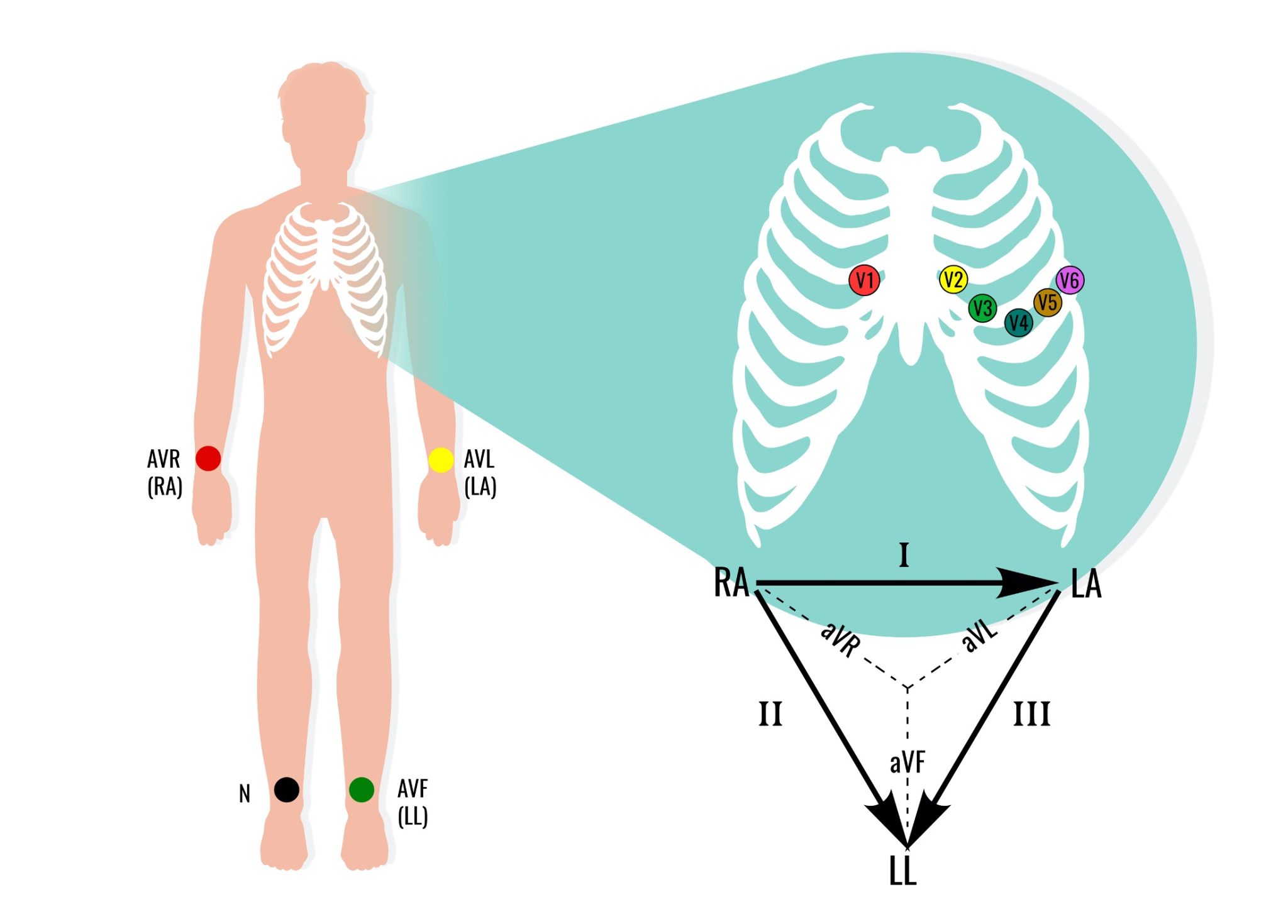 Ecg Electrode Placement Download Scientific Diagram - vrogue.co