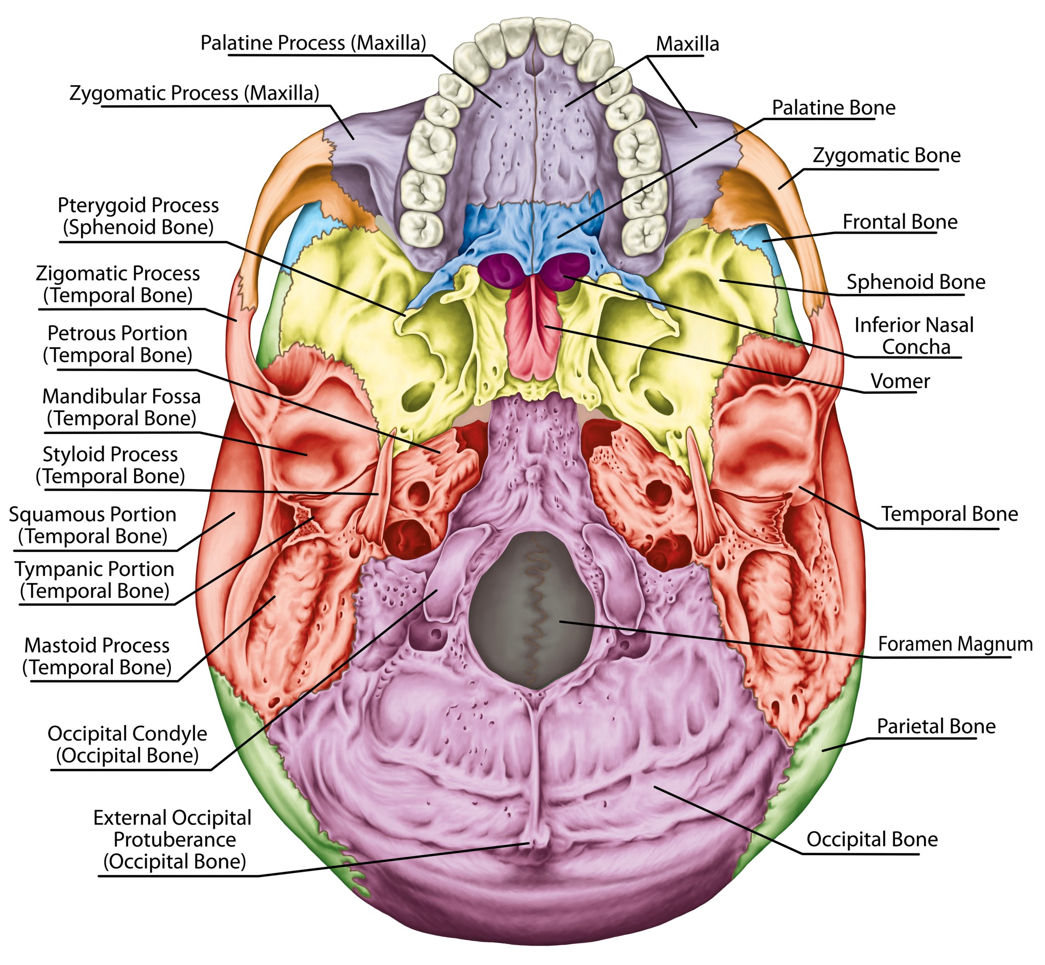 Skull/Face Bone | Education